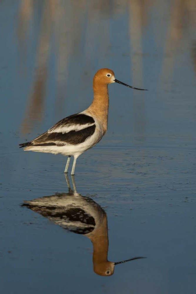 Utah, Bear River NWR American avocet wading